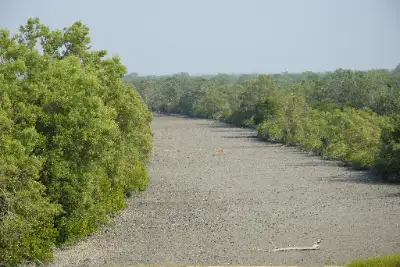 Sudhanyakhali Sundarban