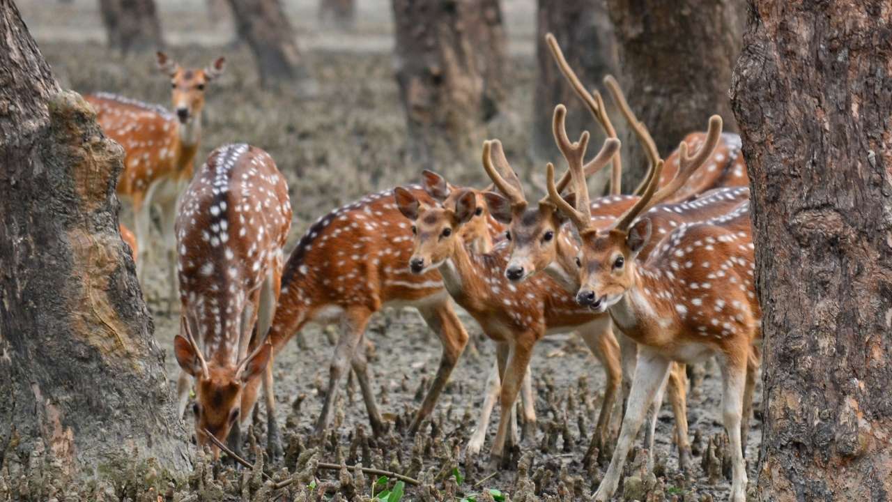 Learn About Our Culture While Visiting The Sundarban By Sundarbany 