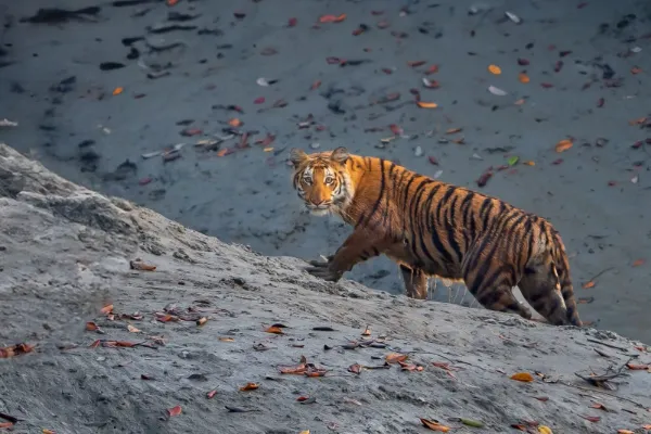 Sundarbans gallery image 3